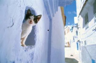 《猫步2：回归的猫》,回归的猫——探寻神秘猫族之谜