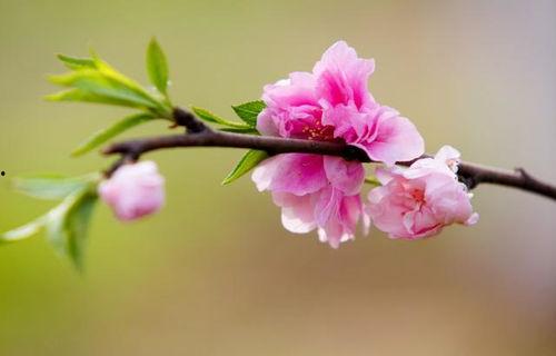 桃花运,邂逅浪漫，绽放爱情奇迹